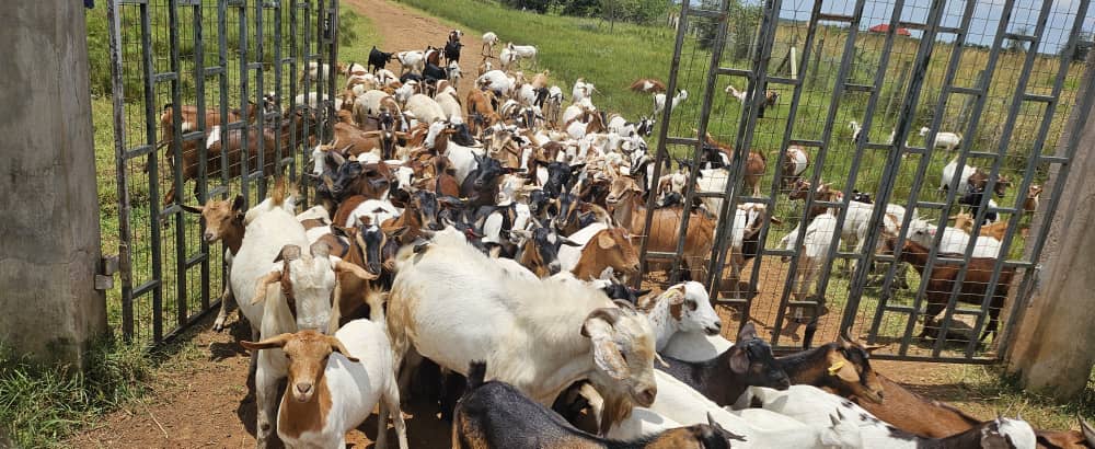 Goat Enterprise