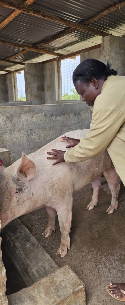 Pig Enterprise