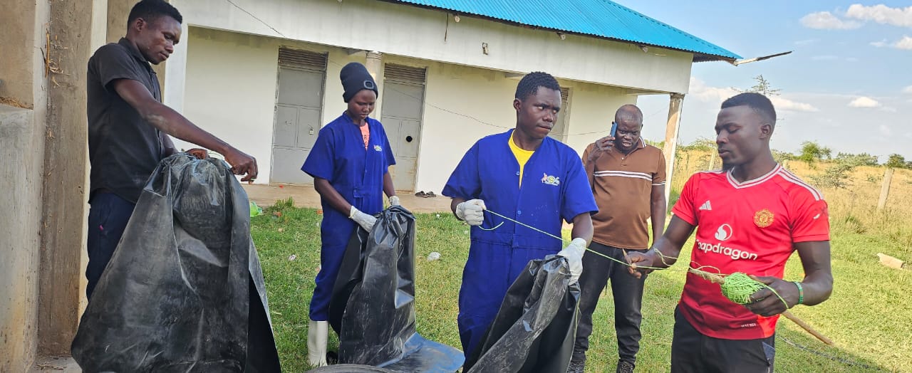 Interns milking cows